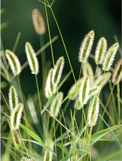 倔强的一棵草.png